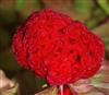 Celosia Kurume New Scarlet