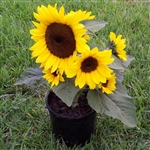 Sunflower Flare - POT