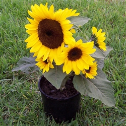 Sunflower Flare - POT