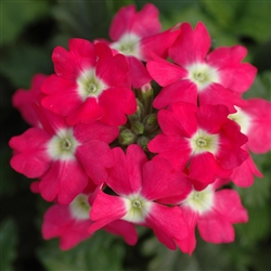 Verbena Tuscany Rose/White Eye