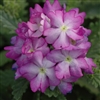 Verbena Tuscany Lav. Picotee