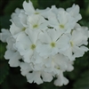 Verbena Tuscany White