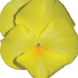 Pansy Dynamic Primrose