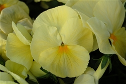 Pansy Dynamic Primrose