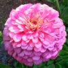 Zinnia Giants Bright Pink