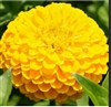 Zinnia Giants Golden Yellow