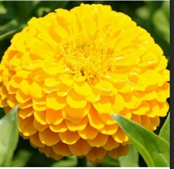 Zinnia Giants Golden Yellow