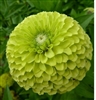 Zinnia Giants Lime