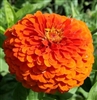 Zinnia Giants Orange