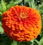 Zinnia Giants Orange