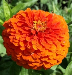 Zinnia Giants Orange