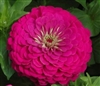 Zinnia Giants Purple