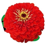 Zinnia Giants Scarlet