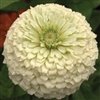 Zinnia Giants White