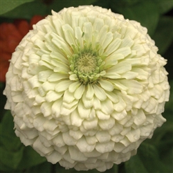 Zinnia Giants White