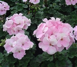 Geranium Nano Appleblossom