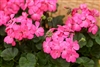 Geranium Nano Dp Rose