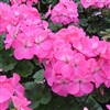 Geranium Nano Pink