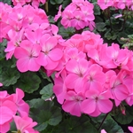 Geranium Nano Pink