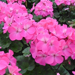 Geranium Nano Pink