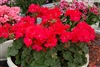 Geranium Nano Red