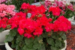 Geranium Nano Red