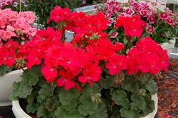 Geranium Nano Red