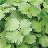 Coriander Santos