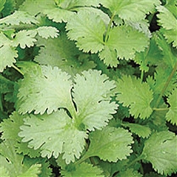 Coriander Santos