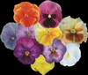 Pansy Dynamic Barrier Reef Mix