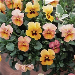 Pansy Nature Antique Shds