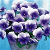 Pansy Nature Blue