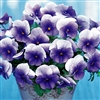 Pansy Nature Blue_disc