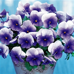 Pansy Nature Blue