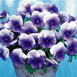 Pansy Nature Blue_disc