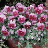 Pansy Nature Frosty Rose_disc