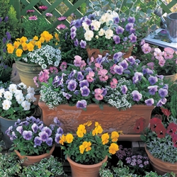 Pansy Nature Mix_disc