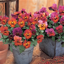 Pansy Nature Mulberry Shds