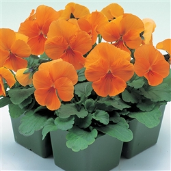 Pansy Nature Orange