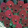 Pansy Nature Rose/Blotch_disc
