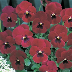 Pansy Nature Rose/Blotch_disc