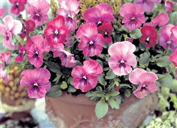 Pansy Nature Rose Pink