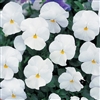 Pansy Nature White_disc