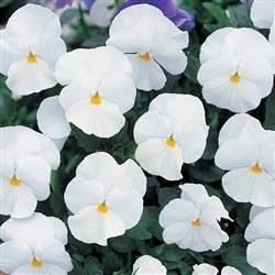 Pansy Nature White