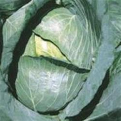 Cabbage Green Coronette F1