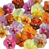 Pansy Nature Hawaiian Mini Mix