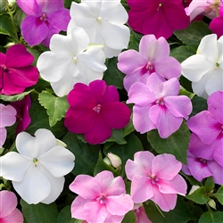 Impatiens Xtreme Lt Gem Mix