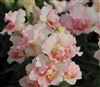 Antirrhinum Twinny Appleblossom