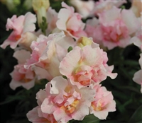 Antirrhinum Twinny Appleblosso