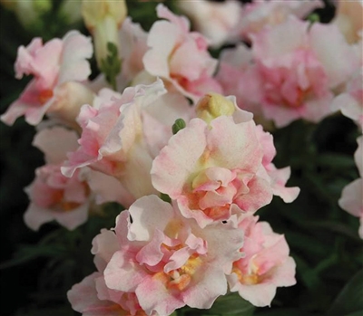 Antirrhinum Twinny Appleblossom